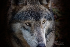 WOLF PROFILE