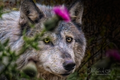 WOLF IN BURRS