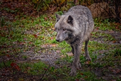 SIDE STANDING WOLF