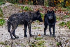 WOLF PUPS