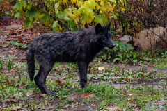 WOLF PUP STANDING IN RAIN
