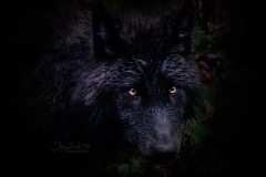 DRAMATIC WOLF