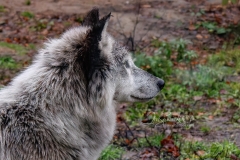 WOLF SIDE PROFILE