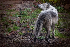 WOLF GLANCING BACK AND UP