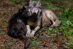 OLDER PUPS