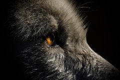 633A1397-ARCTIC-WOLF-SUNNY-EYE-copy