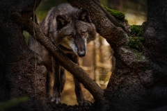 LOBO IN TREE