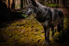 POSING LOBO