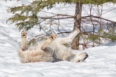 ROLLING WOLF
