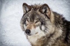 WOLF PORTRAIT