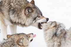 ALPHA WOLF WITH PUPS