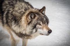 ALPHA WOLF LOOKING UP