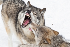 MOUTHING WOLVES
