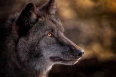 WOLF-LOBO-PROFILE