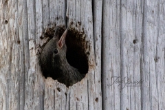 Red-Headed Woodpecker 14