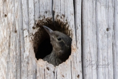 Red-Headed Woodpecker 15