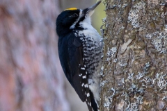 Black-Backed Woodpecker