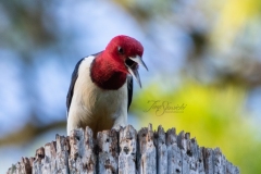 Red-Headed Woodpecker 4