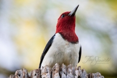 Red-Headed Woodpecker 3