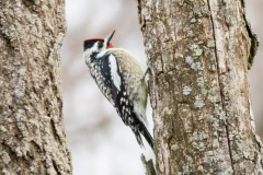Yellow-Bellied Sapsucker 2