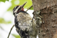 Yellow-Bellied Sapsucker 1