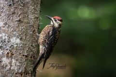 Yellow-Bellied Sapsucker 3