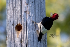 Red-Headed Woodpecker 5