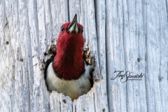 Red-Headed Woodpecker 11