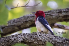 Red-Headed Woodpecker 9