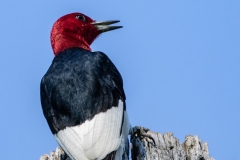 Red-Headed Woodpecker 6