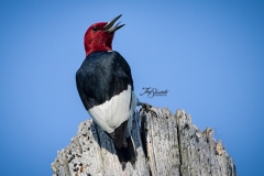 Red-Headed Woodpecker 13