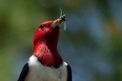 Red-Headed Woodpecker 12