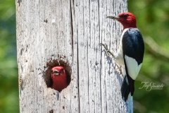 Red-Headed Woodpecker 8