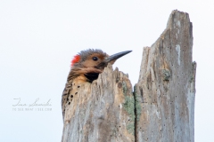 Northern Flicker 2