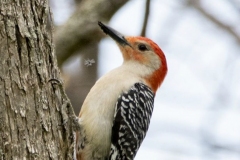 Red-Bellied Woodpecker 1