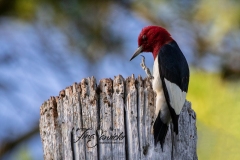Red-Headed Woodpecker 7