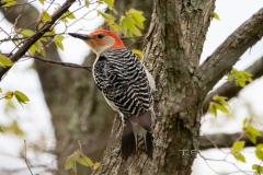 Red-Bellied Woodpecker 1