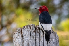 Red-Headed Woodpecker 2