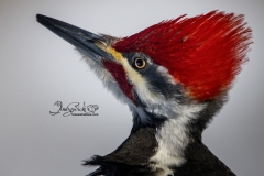 Pileated Woodpecker 1