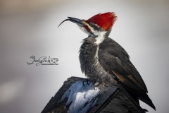 Pileated Woodpecker 3