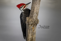 Pileated Woodpecker 5