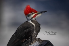 Pileated Woodpecker 2