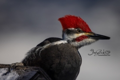Pileated Woodpecker 4