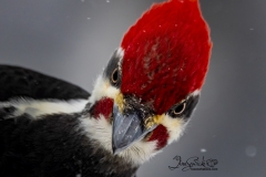 Pileated Woodpecker 6