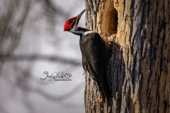 Pileated Woodpecker 7