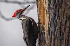 Female Pileated Woodpecker