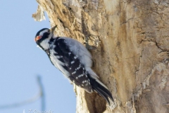 Downy Woodpecker 1