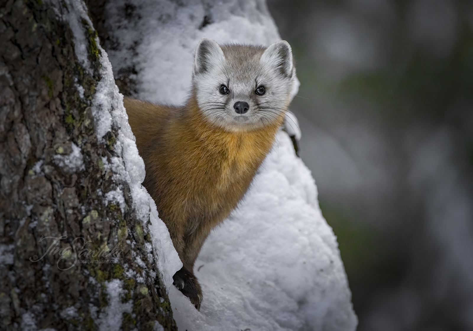 Pine Marten at Algonquin Park during Pandemic