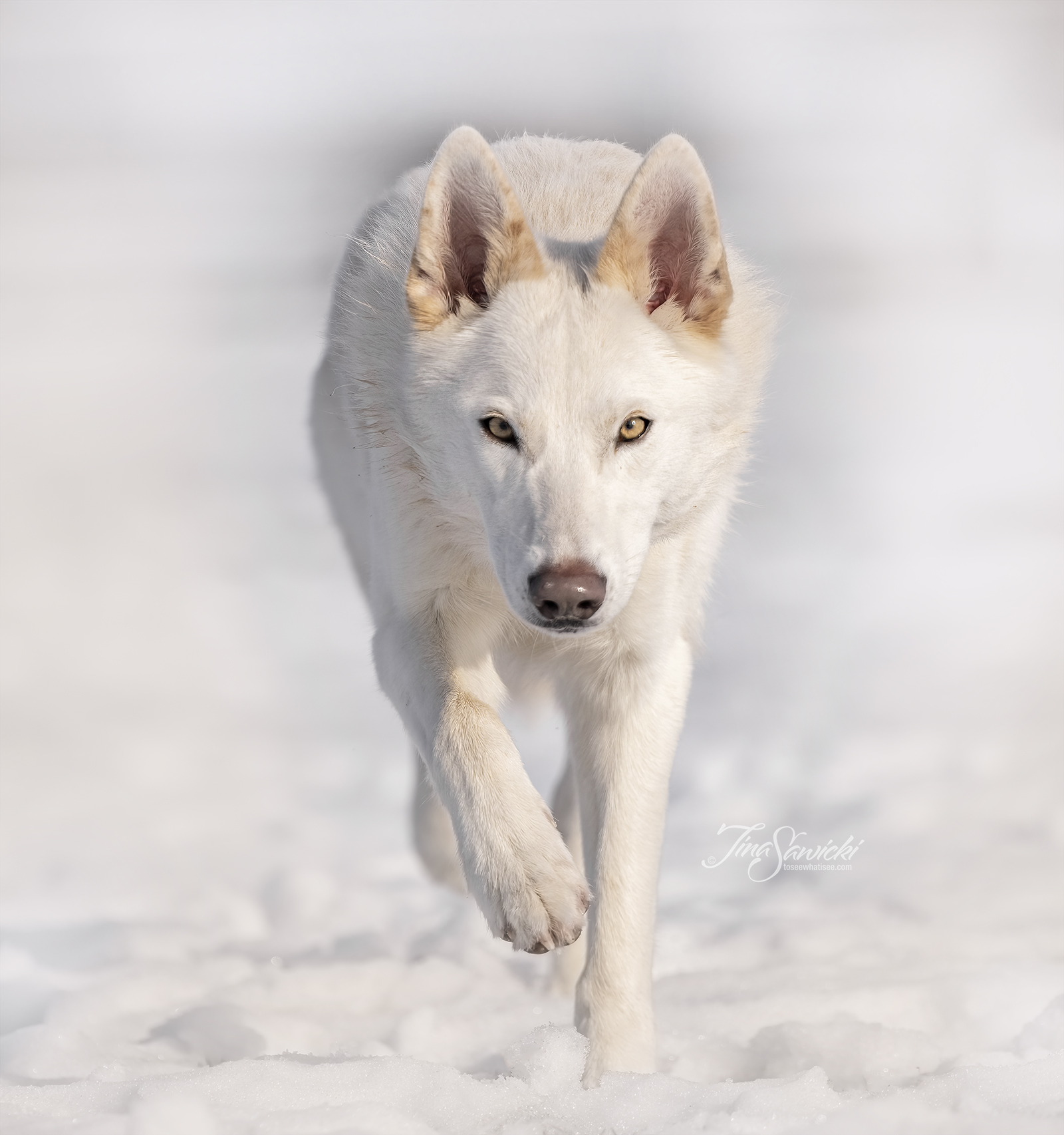 Dog photography or all types and styles.