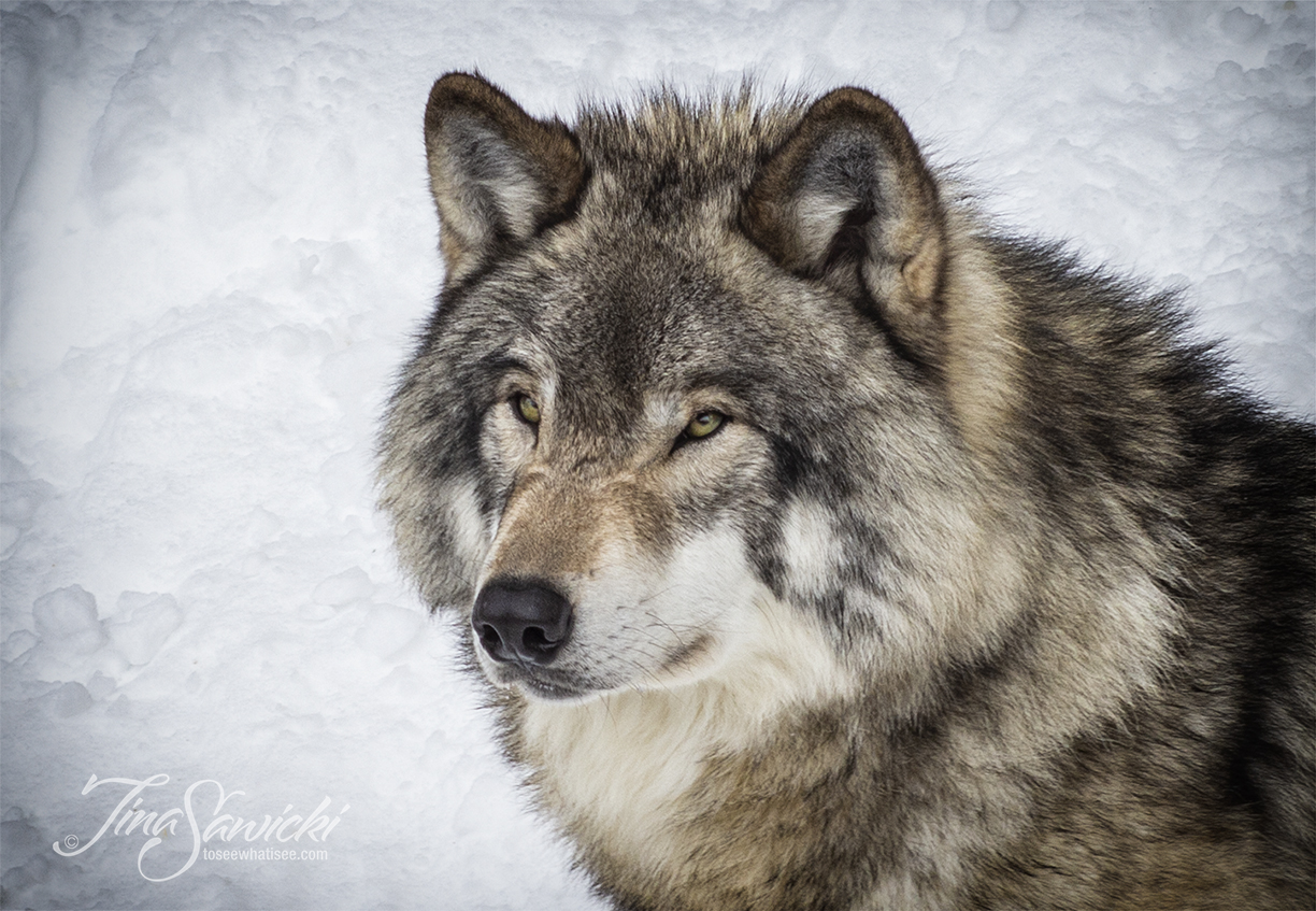 IMG_5627-gazing-greywolf